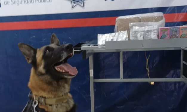 Agente canino Noah asegura paquete con marihuana en Torreón