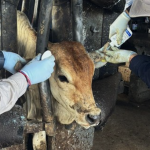 Detectan y controlan caso aislado de gusano barrenador del ganado en Nuevo León