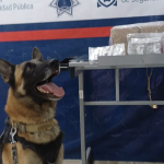 Unidad Canina refuerza decomisos de droga en paqueterías de Torreón