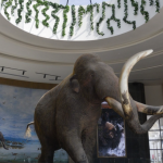Descubren nuevo linaje de mamut en la Cuenca de México a través de ADN antiguo