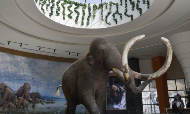 Descubren nuevo linaje de mamut en la Cuenca de México a través de ADN antiguo