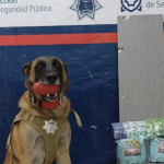 El agente canino Noah detecta paquete con marihuana y vapeadores en paquetería de Torreón