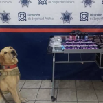 Aseguran droga en dos paqueterías de Torreón; los paquetes valían más de 50 mil pesos