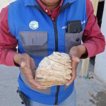 Hallan un molar de mamut de 12 mil años en el patio de una casa en Cuatro Ciénegas