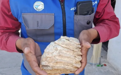 Hallan un molar de mamut de 12 mil años en el patio de una casa en Cuatro Ciénegas