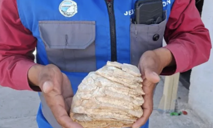 Hallan un molar de mamut de 12 mil años en el patio de una casa en Cuatro Ciénegas