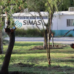 Avanza al 95% el trasplante de árboles del Sistema Vial Independencia-Abastos en Torreón