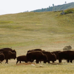 44 bisontes llegan a Cuatro Ciénegas: un regreso histórico que renueva la esperanza ecológica