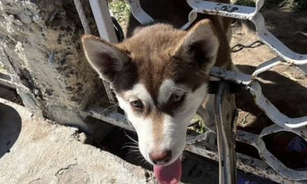 Rescatan a cachorro atrapado en un barandal en Lerdo