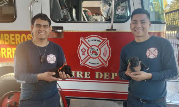 Ocho cachorros abandonados afuera de Bomberos Colón encuentran hogar en pocas horas