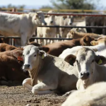 Cierre de frontera por gusano barrenador deja pérdidas de 48 mdd a ganaderos de Durango