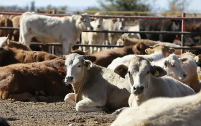 Cierre de frontera por gusano barrenador deja pérdidas de 48 mdd a ganaderos de Durango