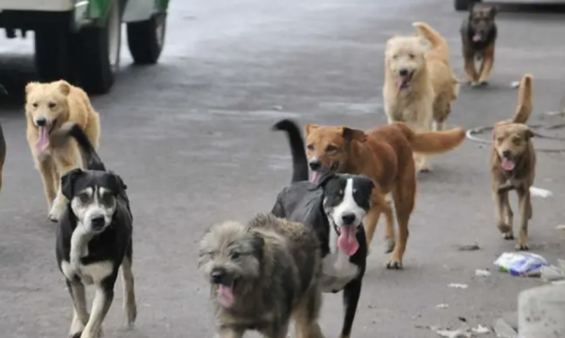 Garrapatas y riesgo de rabia, los principales problemas de salud pública en Torreón: Centro Veterinario Municipal