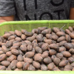 Productores en Coahuila enfrentan una de sus peores temporadas por desplome en cosechas y dificultades de comercialización