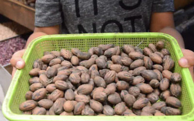 Productores en Coahuila enfrentan una de sus peores temporadas por desplome en cosechas y dificultades de comercialización