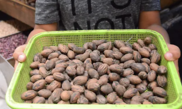 Productores en Coahuila enfrentan una de sus peores temporadas por desplome en cosechas y dificultades de comercialización