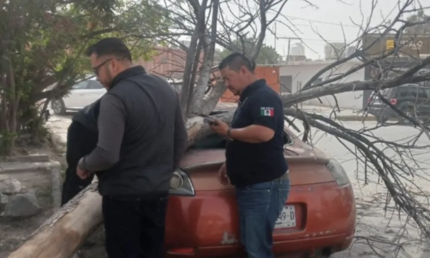 Fuertes vientos por frente frío 25 provocan caída de árboles y una barda en La Laguna
