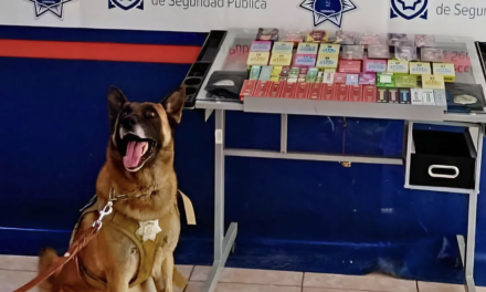 Aseguran vapeadores y mariguana en paquetería de Torreón tras revisión con agente canino