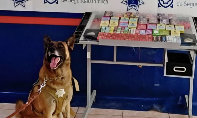 Aseguran vapeadores y mariguana en paquetería de Torreón tras revisión con agente canino