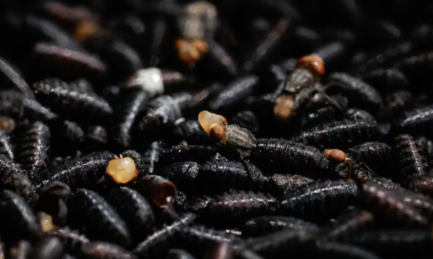 Detectan dos nuevos casos de gusano barrenador en México y crece la presión de EU por cierre fronterizo al ganado