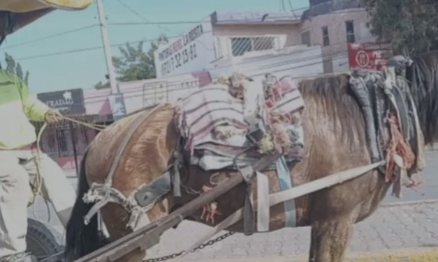 Indignación por nuevo caso de maltrato animal por carromateros al sur de Torreón